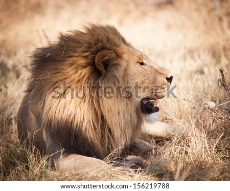 Profile of sleepy large lion