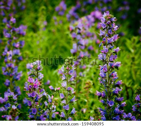 lavender close up background