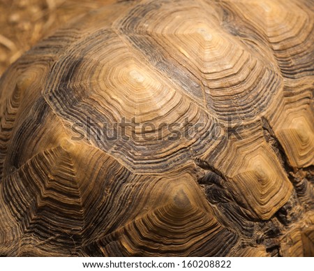 Beautiful turtle shell design