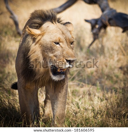 Young Male Lion walking in african bush