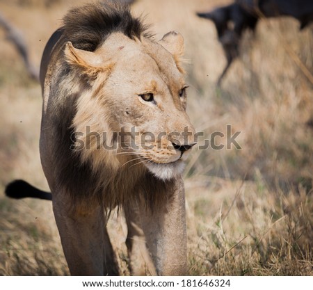 Large young male lion stalking