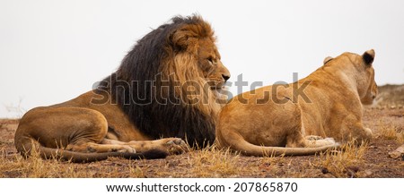 lion couple relaxing together