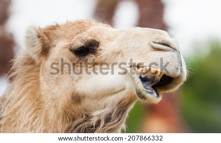 funny camel yellow teeth