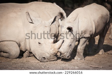 mother and baby white rare rhinos