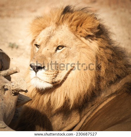 proud lion head