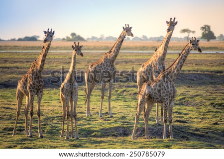 Giraffes on African savannah