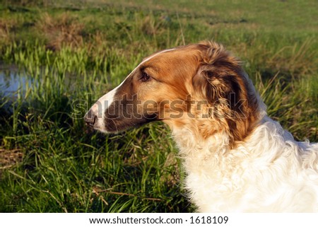 Young borzoi dog. Russian borzoi  dog - very courageous and fast hunting dog. Works on a hare, the fox and even the wolf.