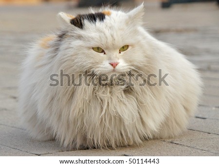 stock-photo-hairy-cat-50114443.jpg