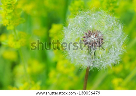 Round balls of silver tufted fruit from common dandelion in the summer