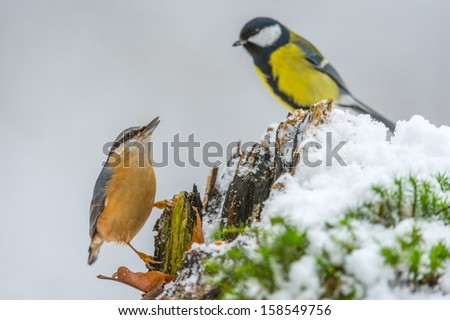 Eurasian Nuthatch and Great Tit in a food fight in winter
