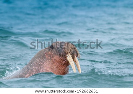 The walrus (Odobenus rosmarus) is a large flippered marine mammal.