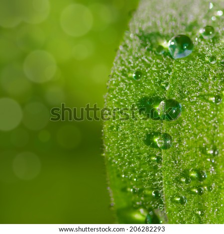 Tiny water drops on a single blade of grass