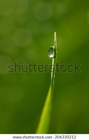 Water drop on a single blade of grass