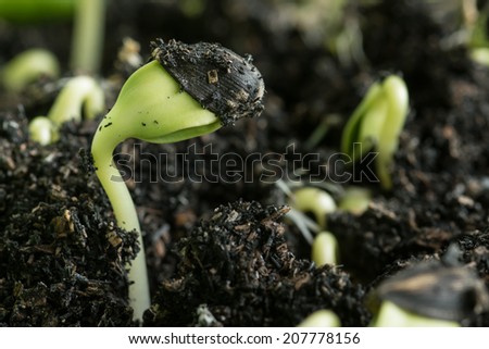 Close-up of green seedling growing out of soil