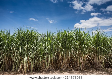 Landscape of sugar cane plantation