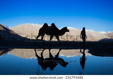 Caravan of travellers riding camels in silhoulette