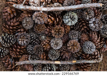 Frame of needles and pine-cones