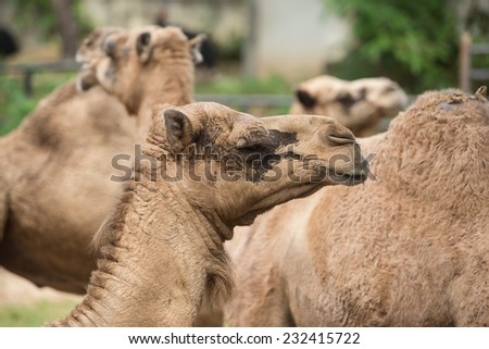 lovely lucky funny face close up profile portraits of a brown color african camel
