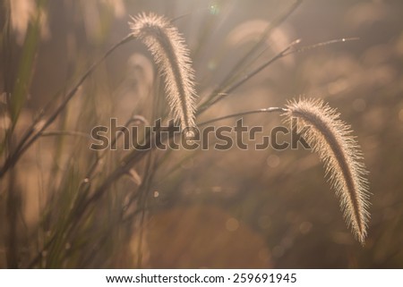 Dwarf Foxtail Grass or Pennisetum alopecuroides weed plants flowers