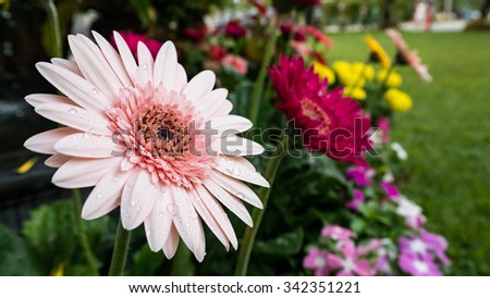 beautiful gerbera flower on the outdoor garden