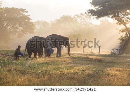 SURIN, THAILAND - November 18: Mahout ride an elephant and take a bath elephant in the river for prepare to show in Amazing Surin Elephant Festival 55th: November 18, 2015 in SURIN, THAILAND.