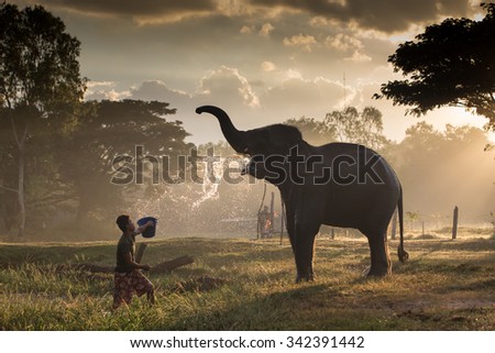 SURIN, THAILAND - November 18: Mahout ride an elephant and take a bath elephant in the river for prepare to show in Amazing Surin Elephant Festival 55th: November 18, 2015 in SURIN, THAILAND.