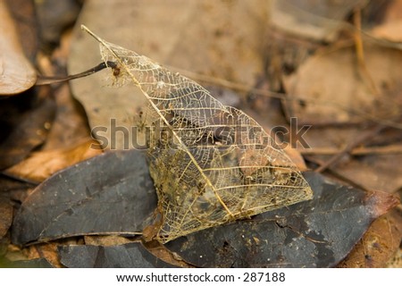 leaf skeleton fall decay dry decompose stem brown