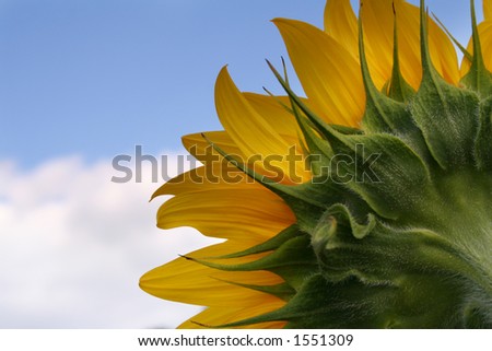 sunflower from the back