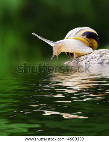 snail on the stone above the water