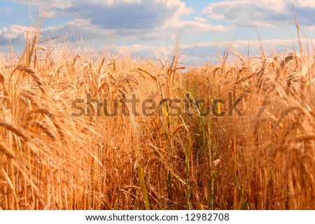 Evening corn field - summer landscape