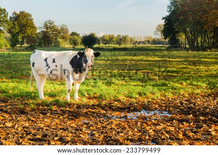 Young black and white cow in natural dutch landscape.Sunset late afternoon in fall