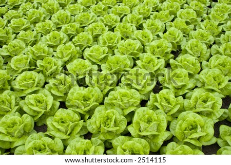 rows of fresh green lettuce