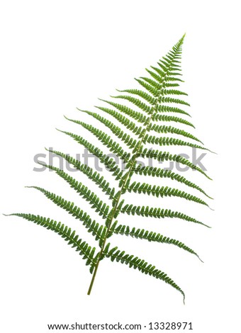 fern-leaf ,isolated on white background