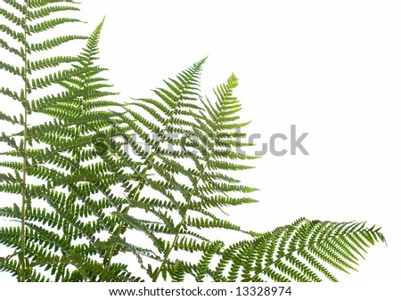 border of ferns ,isolated on white background