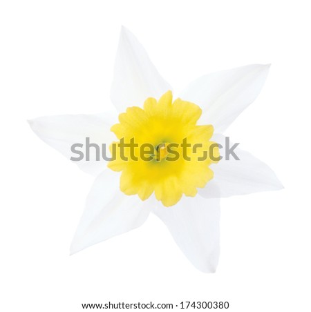 White narcissus. Deep focus. No dust. No pollen. More flower head in my portfolio.