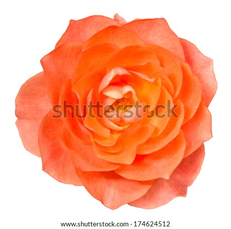 Orange rose. Deep focus. No dust. No pollen. Isolated on white background.