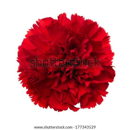 Red carnation. Deep focus. No dust. No pollen. Please watch more flower heads in my portfolio.