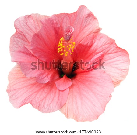 Pink hibiscus. Deep focus. No dust. No pollen. Please watch more flower heads in my portfolio.