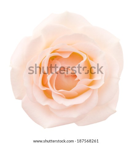 Beige rose isolated on white background. Deep focus. No dust. No pollen.