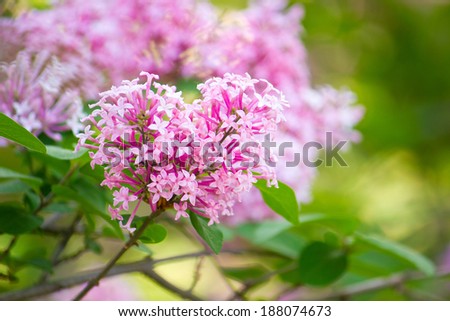 Pink lilac flower close-up. Selective focus (shallow depth of field).