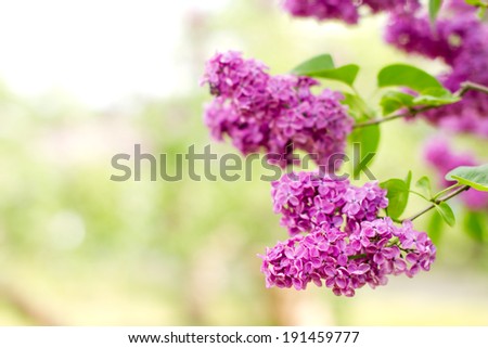 Purple lilac flower close-up. Selective focus (shallow depth of field).