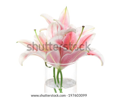 Pink lilies isolated on white.