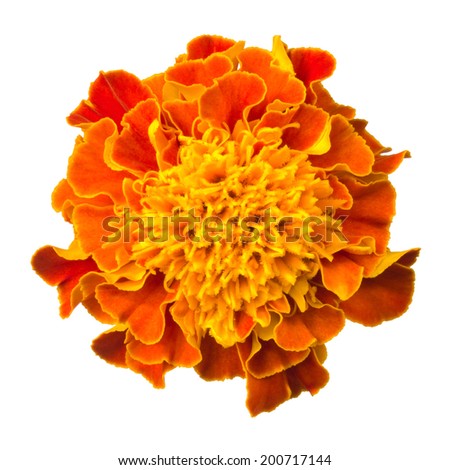 Marigold. Deep focus. No dust. No pollen. Isolated on white background.