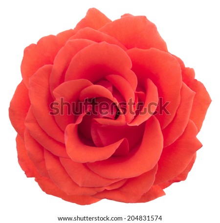Red rose. Deep focus. No dust. No pollen. Isolated on white background.