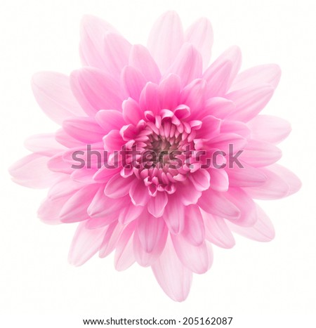 Pink chrysanthemum. Deep focus. No dust. No pollen. Isolated on white background.