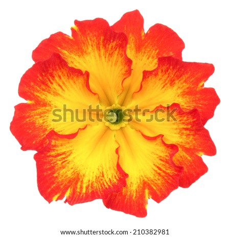 Red orange primula isolated on white. Deep focus. No dust. No pollen.