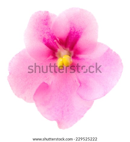 Pink saintpaulia. Isolated on white background. Deep focus. No dust. No pollen.