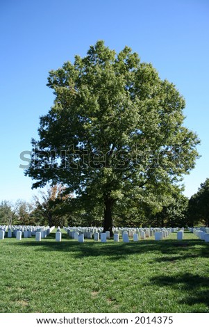 Tree Arlington cemetery