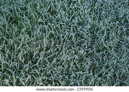 frozen grass after a heavy overnight frost