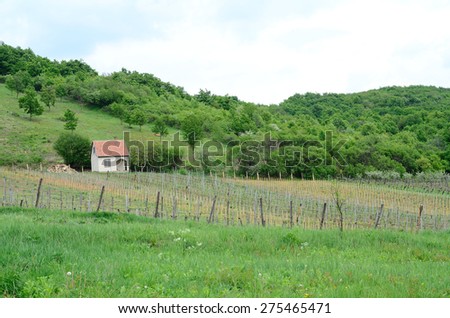 Landscape with wine yard and little house in background